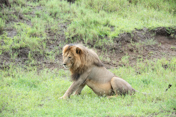 Panthera leo Big lion lying on savannah grass. Landscape with characteristic trees on the plain and hills in the background
