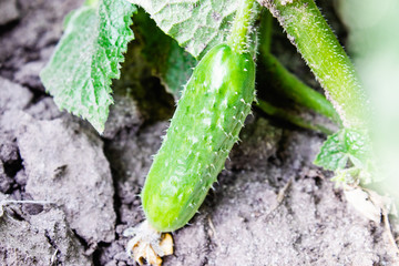 Growing and flowering cucumbers. Growing cucumbers in the garden