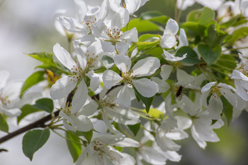 весна цветение яблони