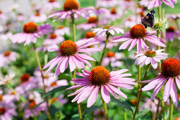 Obraz premium Close up of pink Echinacea flowers