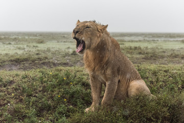 Fototapeta na wymiar Panthera leo Big lion lying on savannah grass. Landscape with characteristic trees on the plain and hills in the background
