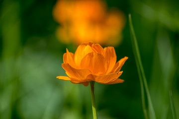 лето огоньки