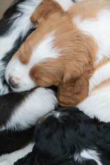 closeup of baby brittany dogs sleeping, upper view