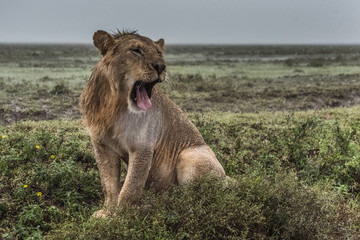 Panthera leo Big lion lying on savannah grass. Landscape with characteristic trees on the plain and hills in the background