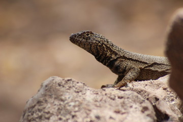 Naklejka na ściany i meble Desert lizard near the city of Iquique in Chile 