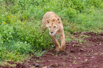 Panthera leo Big lion lying on savannah grass. Landscape with characteristic trees on the plain and...