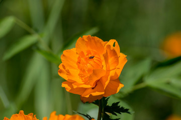 летнее разнотравье огоньки