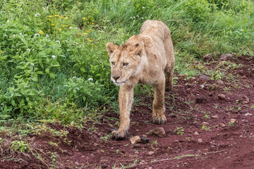 Panthera leo Big lion lying on savannah grass. Landscape with characteristic trees on the plain and hills in the background