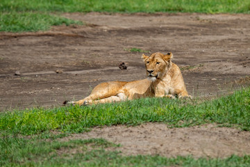 Panthera leo Big lion lying on savannah grass. Landscape with characteristic trees on the plain and hills in the background