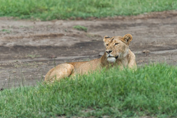 Panthera leo Big lion lying on savannah grass. Landscape with characteristic trees on the plain and hills in the background