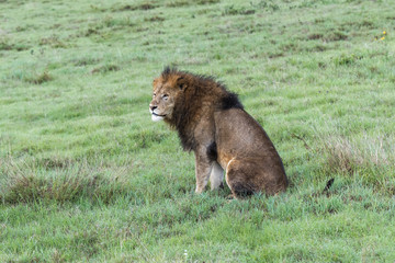 Panthera leo Big lion lying on savannah grass. Landscape with characteristic trees on the plain and hills in the background