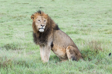 Panthera leo Big lion lying on savannah grass. Landscape with characteristic trees on the plain and...