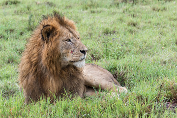 Panthera leo Big lion lying on savannah grass. Landscape with characteristic trees on the plain and hills in the background