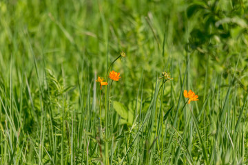 летнее разнотравье огоньки