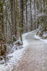 forest path at winter time
