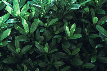 Fototapeta na wymiar Green leaves background natural.