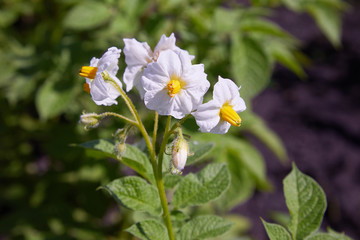 White potato flowers on blurred background in the garden. A bush of potatoes with bright white flowers. Blooming potatoes.