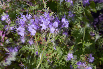 Blooming Phacelia closeup. Phacelia tanacetifolia is a species of phacelia known by the common names lacy phacelia, blue tansy or purple tansy. Boraginaceae family