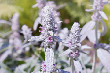 Obraz premium Garden plant Stachys Byzantina, close up, is used for landscape design. Stachys byzantina (Lambs Ears)