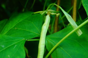 Long beans are growing