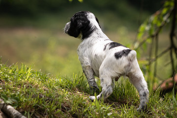 cute and curious black and white baby brittany spaniel dog puppy portrait, playing and exploring, back view