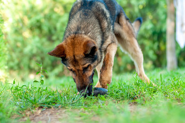 Naklejka na ściany i meble View on a german shepherd dog playing on the green grass