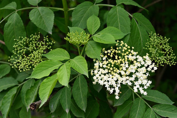Flower and buds of elderberry on a bush with green leaves.