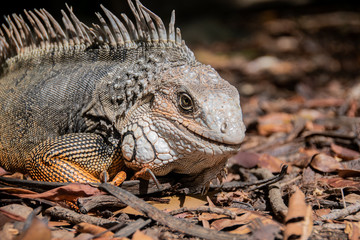 Iguana