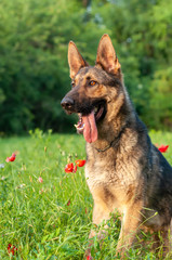 View on a german shepherd dog sitting on the green grass