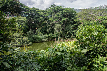 Forest trees And Branches