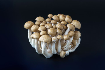 Shimeji Mushrooms vegetable isolated on black background