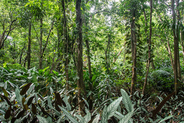 Forest Trees and Branches