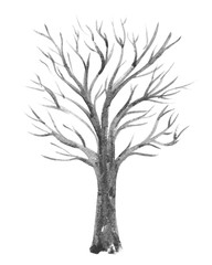 albero disegno su sfondo bianco