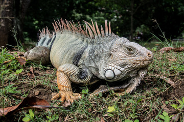 Iguana 