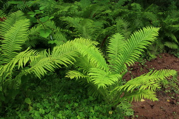 The ferns are a bright green from a lot of rain.
