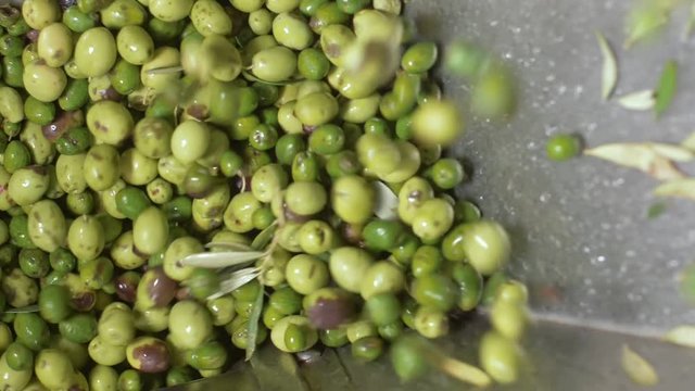 green fresh olive falling in the crusher.Olive oil Mill- slow motion