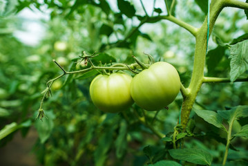 Red and green tomatoes on the greenhouse farm