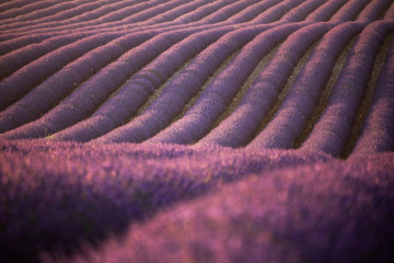 Lavender fields in Provence France ladnscape pretty hot summer