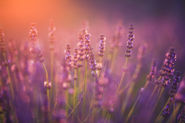 Naklejka premium Lavender fields in Provence France ladnscape pretty hot summer