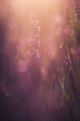 Obraz na płótnie Canvas Lavender fields in Provence France ladnscape pretty hot summer
