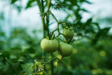 Red and green tomatoes on the greenhouse farm