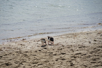 Vögel der Ostsee: Austernfischer bei der Nahrungssuche (Altvogel und Jungvogel)