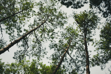 Looking up the trees and leaves from low angle view in autumn forest. Vintage color tone.