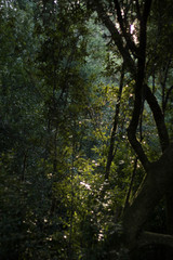 Fototapeta premium Forest