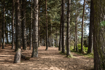 English coastal pine forest in summer