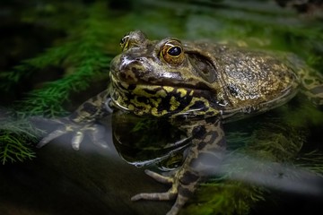 frog in pond