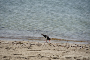 Vögel der Ostsee: Austernfischer am Strand