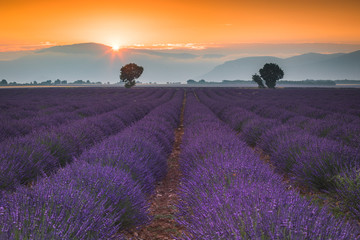 Lavender fields in Provence France ladnscape pretty hot summer