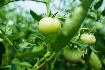 Red and green tomatoes on the greenhouse farm