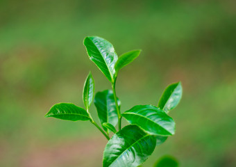 Green tea leaves in a tea plantation in morning
